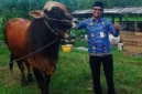 Kepala DKPP Natuna Wan Syazali melakukan pemantauan sapi kurban Presiden Prabowo Subianto pada April 2026 di Natuna. Foto: INIKEPRI.COM/DKPP