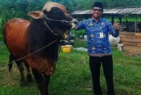 Kepala DKPP Natuna Wan Syazali melakukan pemantauan sapi kurban Presiden Prabowo Subianto pada April 2026 di Natuna. Foto: INIKEPRI.COM/DKPP
