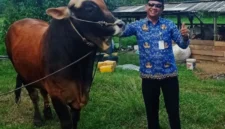 Kepala DKPP Natuna Wan Syazali melakukan pemantauan sapi kurban Presiden Prabowo Subianto pada April 2026 di Natuna. Foto: INIKEPRI.COM/DKPP