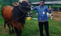 Prabowo Kirim Sapi Kurban Raksasa ke Natuna, Bobot Hampir 1 Ton Disiapkan untuk Idul Adha