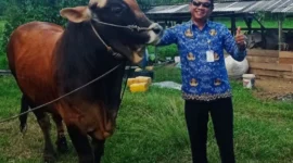 Kepala DKPP Natuna Wan Syazali melakukan pemantauan sapi kurban Presiden Prabowo Subianto pada April 2026 di Natuna. Foto: INIKEPRI.COM/DKPP