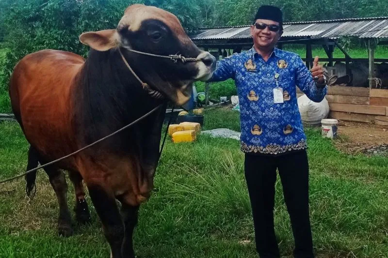 Kepala DKPP Natuna Wan Syazali melakukan pemantauan sapi kurban Presiden Prabowo Subianto pada April 2026 di Natuna. Foto: INIKEPRI.COM/DKPP