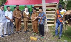 Momentum IdulAdha, Cen Sui Lan Serahkan Sapi Kurban Bantuan Presiden Prabowo untuk Warga Pulau Laut