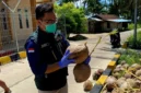 Proses sertifikasi kelapa di Natuna oleh Balai Karantina Kepri pada 2026. Foto: Istimewa