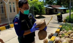 Natuna Siapkan 350 Hektare Kebun Kelapa Baru, Program Hilirisasi Mulai Digulirkan