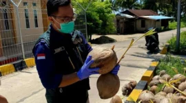 Proses sertifikasi kelapa di Natuna oleh Balai Karantina Kepri pada 2026. Foto: Istimewa 