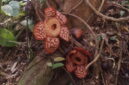 Bunga Rafflesia di Anambas. Foto: Yogi Eka Sahputra/Mongabay Indonesia