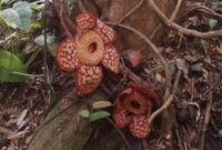 Bunga Rafflesia di Anambas. Foto: Yogi Eka Sahputra/Mongabay Indonesia