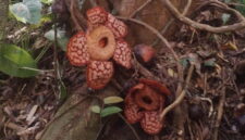Bunga Rafflesia di Anambas. Foto: Yogi Eka Sahputra/Mongabay Indonesia
