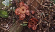Fenomena Langka di Anambas, 25 Titik Rafflesia Ditemukan Mekar di Satu Kawasan Hutan