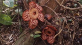 Bunga Rafflesia di Anambas. Foto: Yogi Eka Sahputra/Mongabay Indonesia