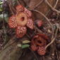 Bunga Rafflesia di Anambas. Foto: Yogi Eka Sahputra/Mongabay Indonesia