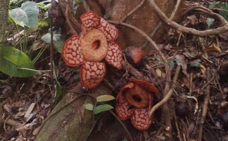 Bunga Rafflesia di Anambas. Foto: Yogi Eka Sahputra/Mongabay Indonesia