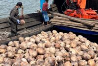 Karantina Kepri memeriksa kelapa. Foto: INIKEPRI.COM