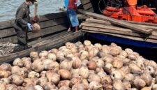 Karantina Kepri memeriksa kelapa. Foto: INIKEPRI.COM