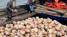 Karantina Kepri memeriksa kelapa. Foto: INIKEPRI.COM