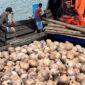 Karantina Kepri memeriksa kelapa. Foto: INIKEPRI.COM