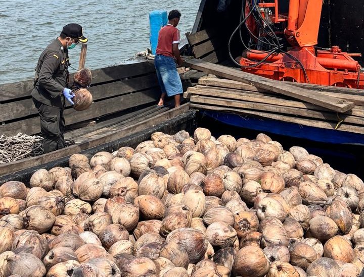 Karantina Kepri memeriksa kelapa. Foto: INIKEPRI.COM