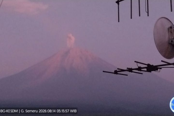 Gunung Semeru erupsi dengan tinggi kolom letusan teramati 1,2 km di atas puncak pada Jumat pagi, 14 Agustus 2026. Foto: ANTARA/HO-PVMBG